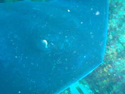 Image of Short-tail Stingray