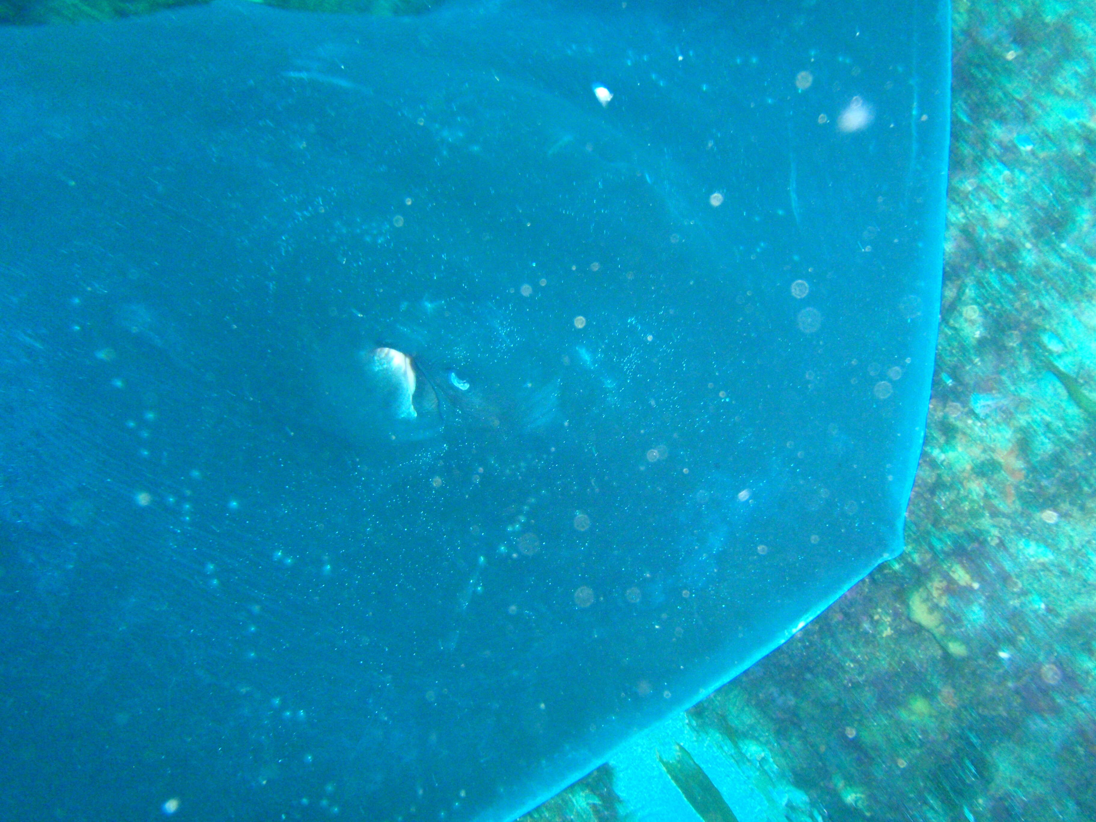 Image of Short-tail Stingray