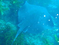 Image of Short-tail Stingray