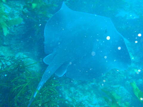 Image of Short-tail Stingray