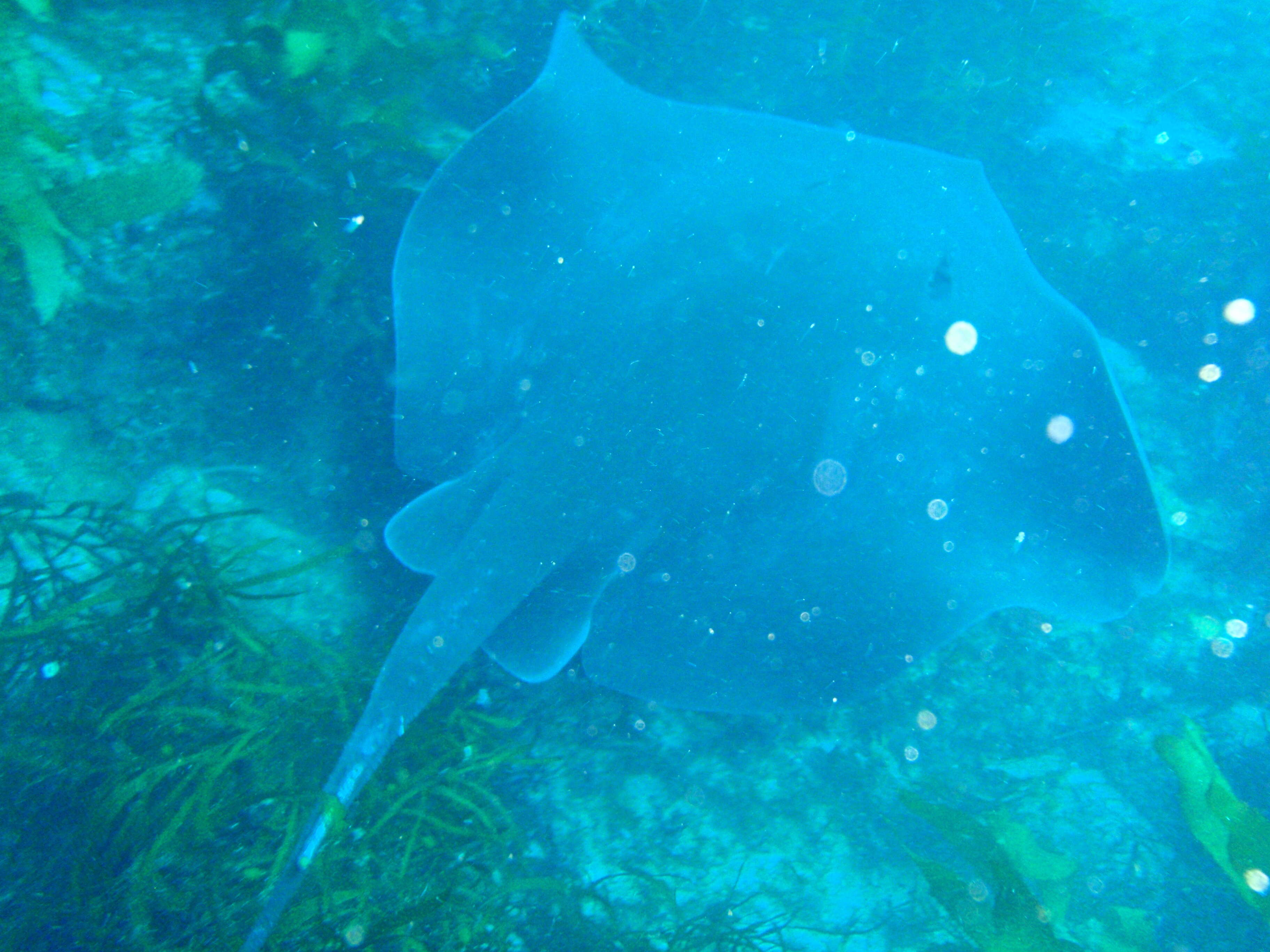 Image of Short-tail Stingray