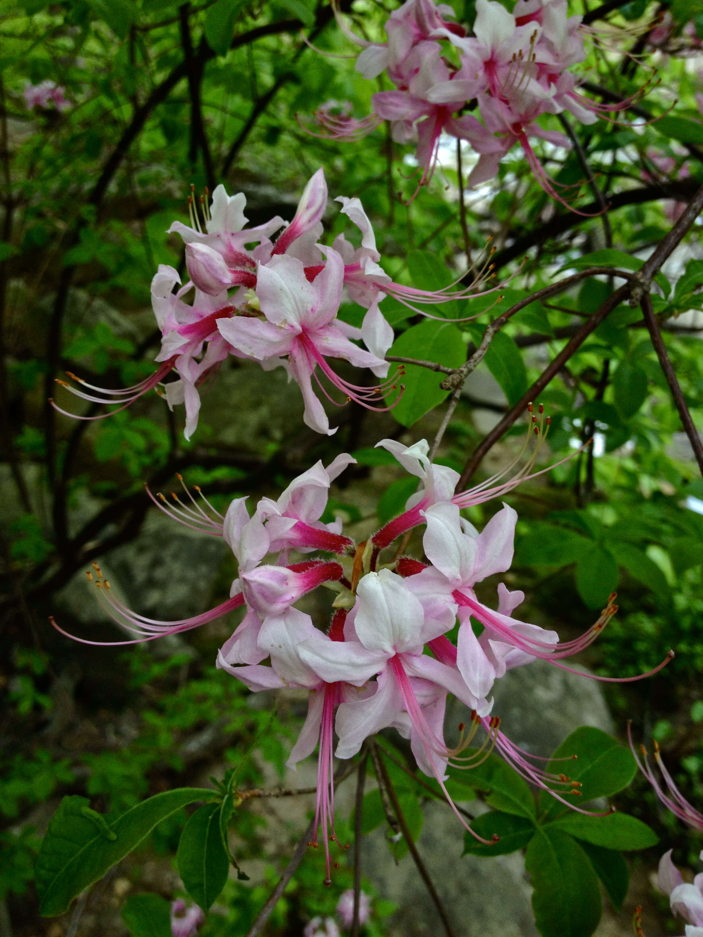 Image of pink azalea