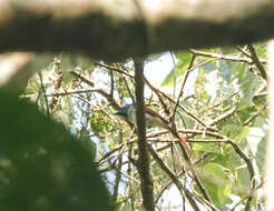 Image of Asian Paradise-Flycatcher
