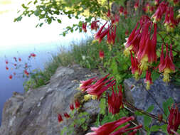 Image of red columbine