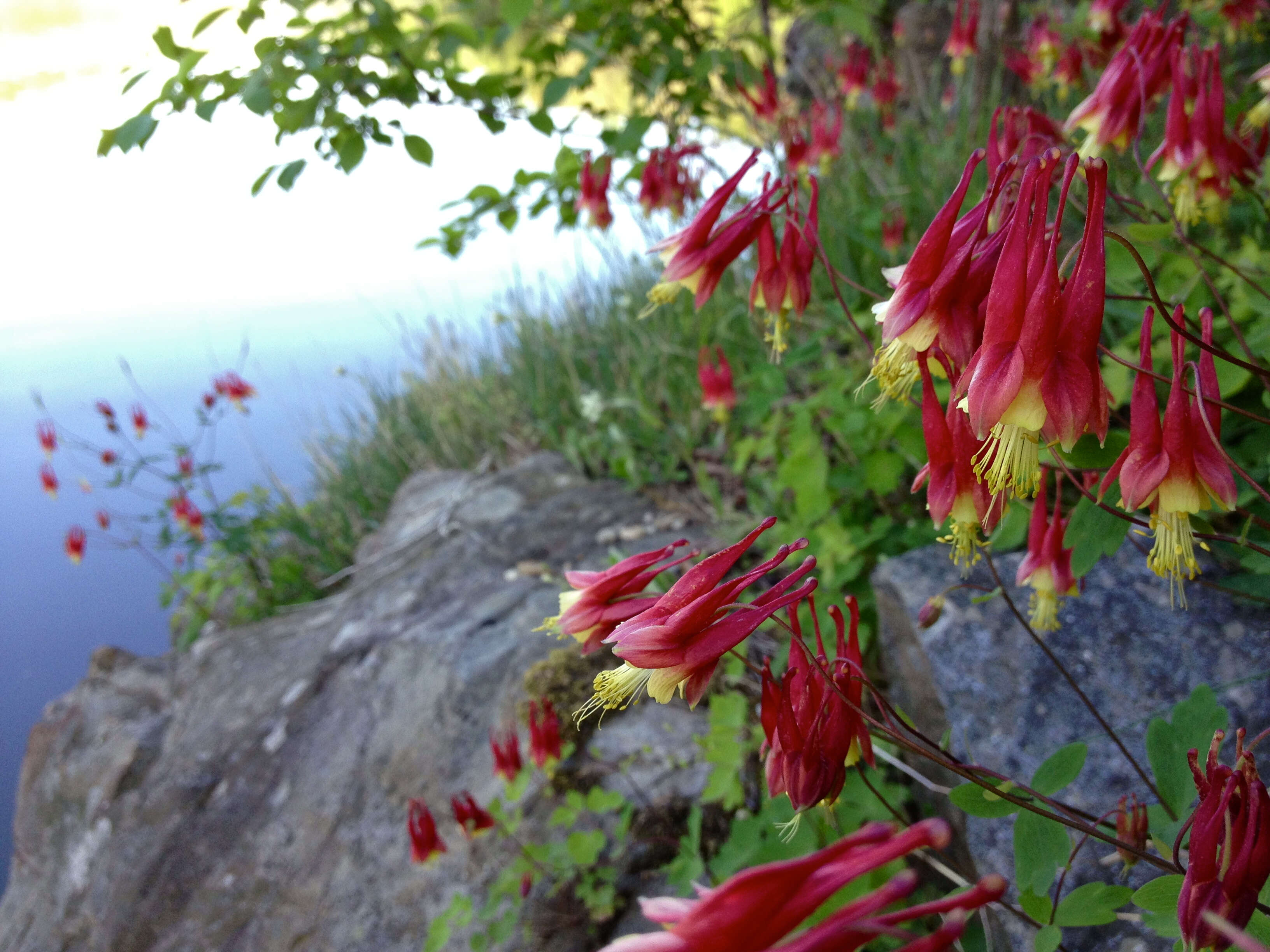 Image of red columbine