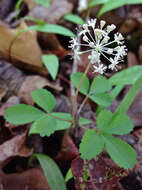 Imagem de Panax trifolius L.