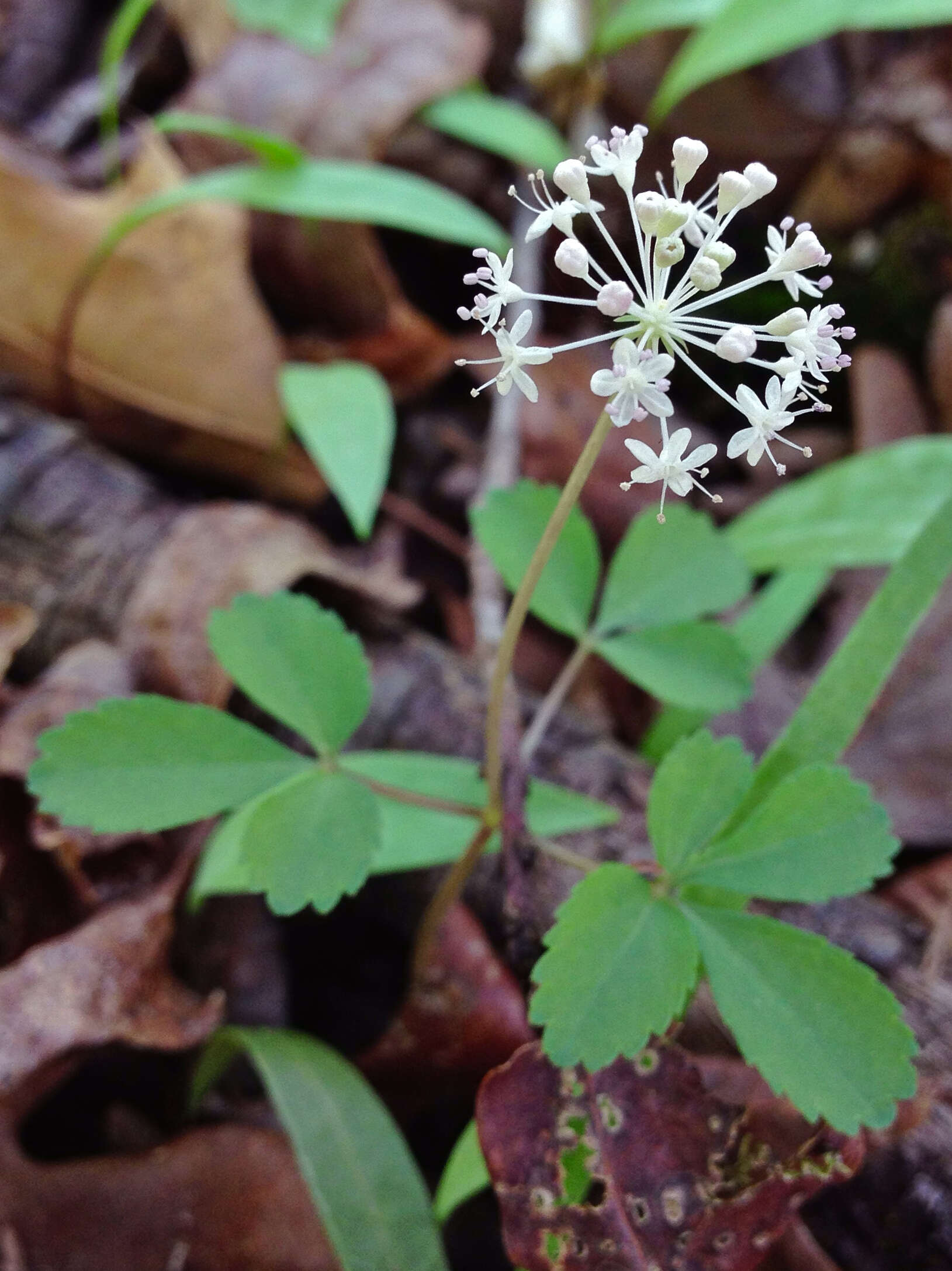 Imagem de Panax trifolius L.