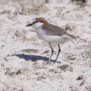 Charadrius pallidus venustus Fischer, GA & Reichenow 1884 resmi