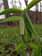 Image of sessileleaf bellwort