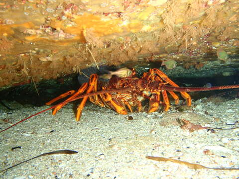 Image of Red Rock Lobster