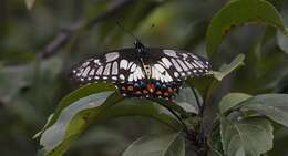 Image of Dainty Swallowtail