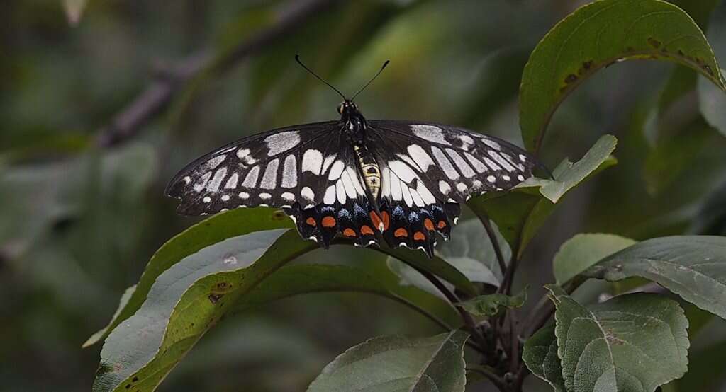 Слика од Papilio anactus Macleay 1826