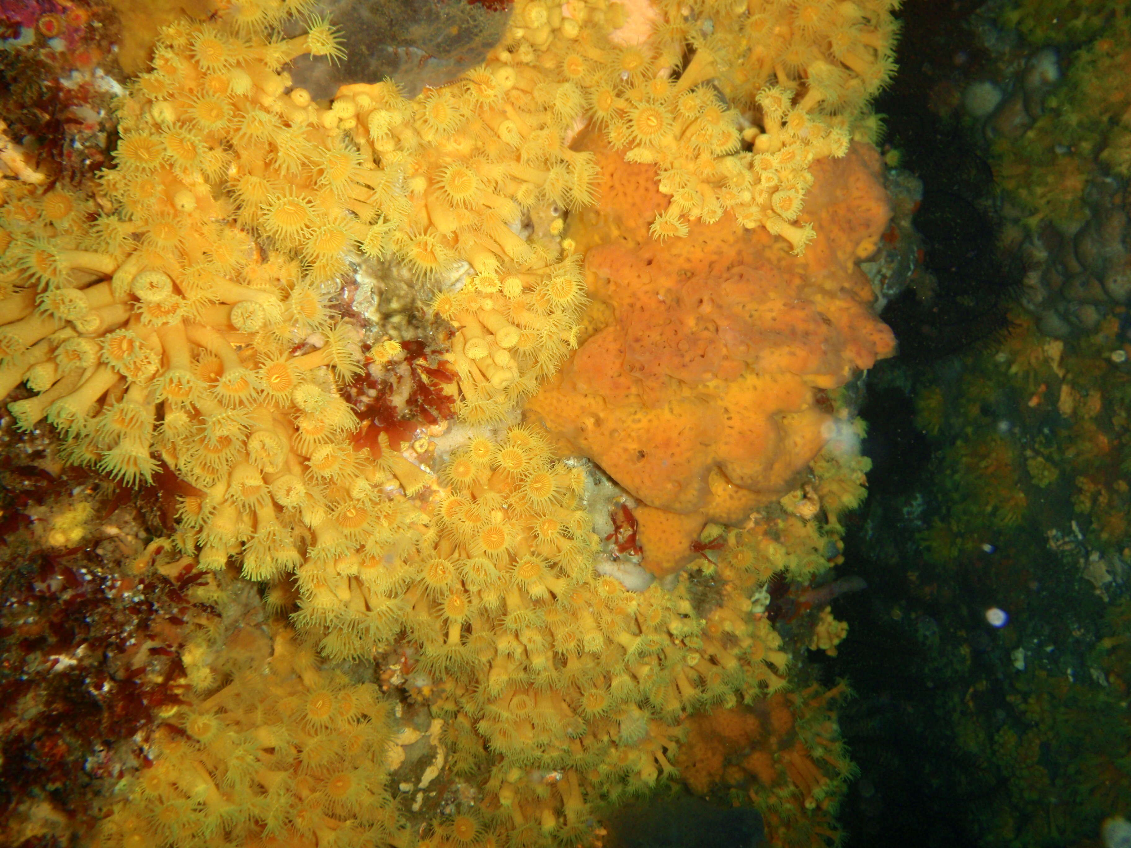 Image of symbiotic colonial anemones