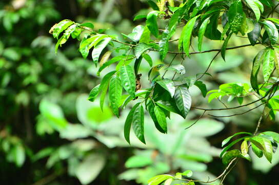 Image of Blue-winged Leafbird