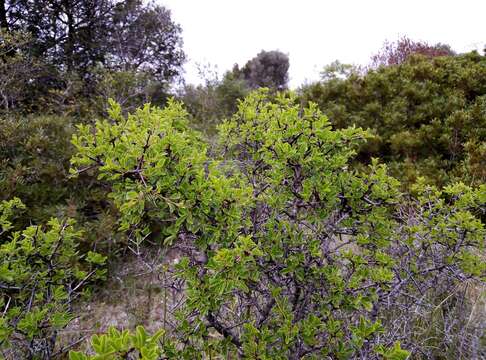 Image of Rhamnus intermedia Steudel & Hochst.