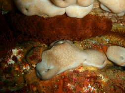 Image of Australostichopus Levin ex Moraes, Norhcote, Kalinin, Avilov, Silchenko & Dmitrenok 2004