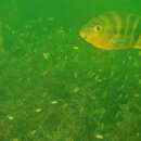 Image of Amarillo Cichlid