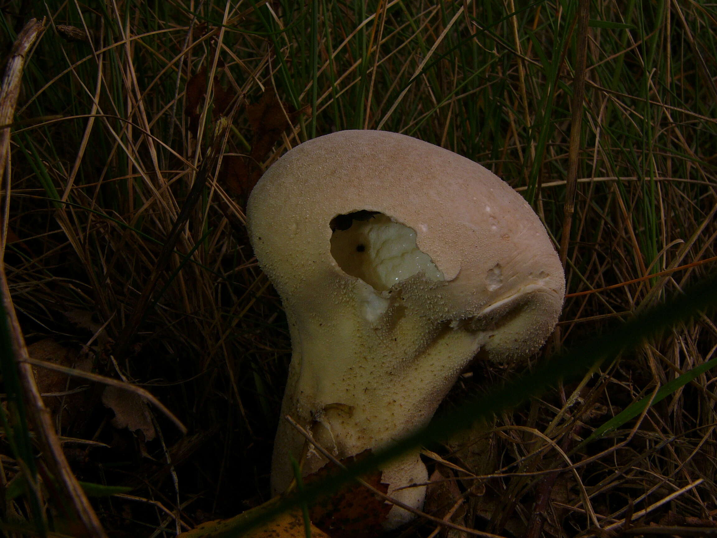 Imagem de Lycoperdon excipuliforme (Scop.) Pers. 1801