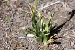 Image de Chloraea viridiflora Poepp.