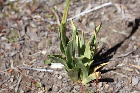 Image of Chloraea viridiflora Poepp.