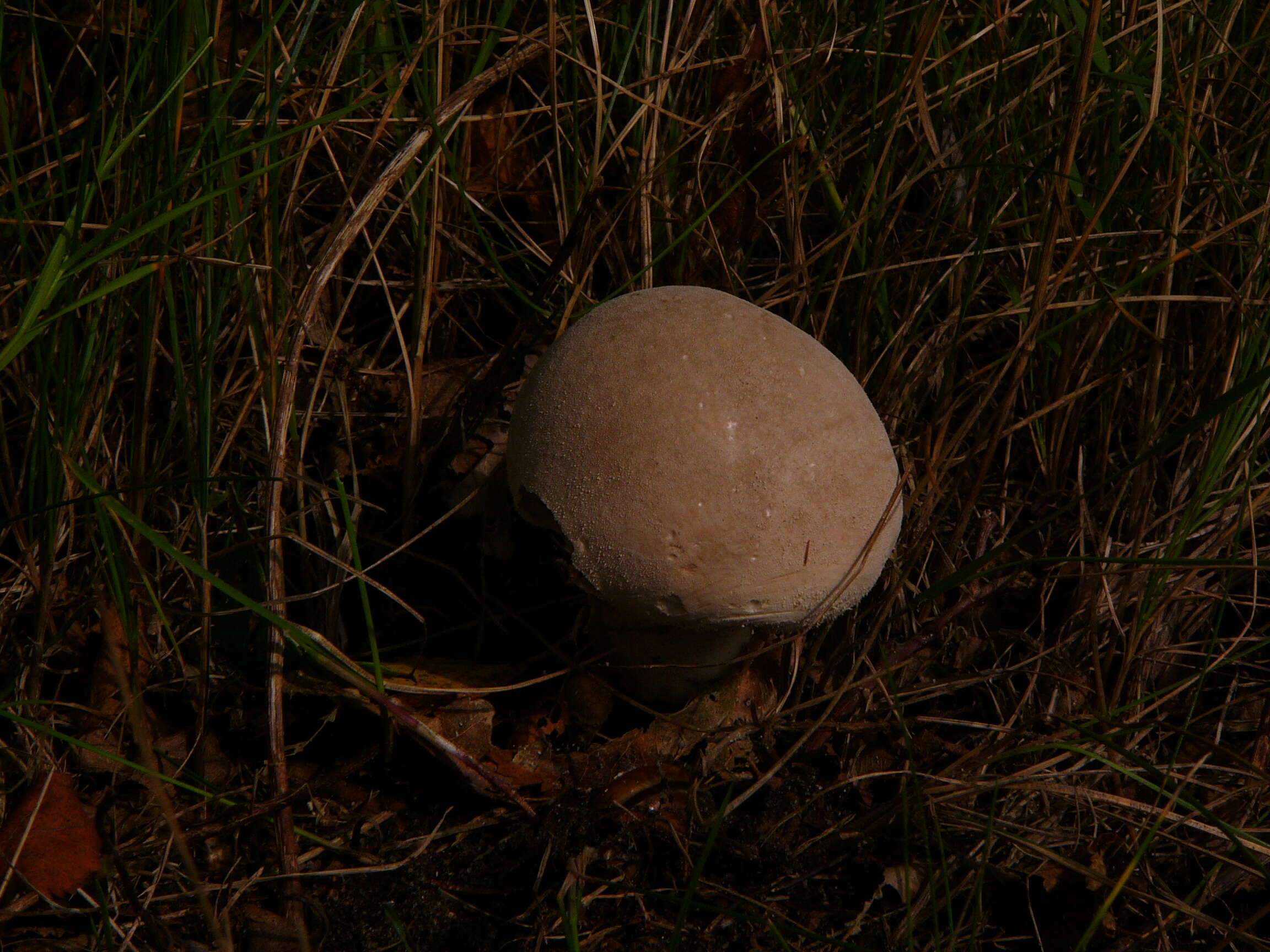 Imagem de Lycoperdon excipuliforme (Scop.) Pers. 1801