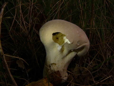 Imagem de Lycoperdon excipuliforme (Scop.) Pers. 1801