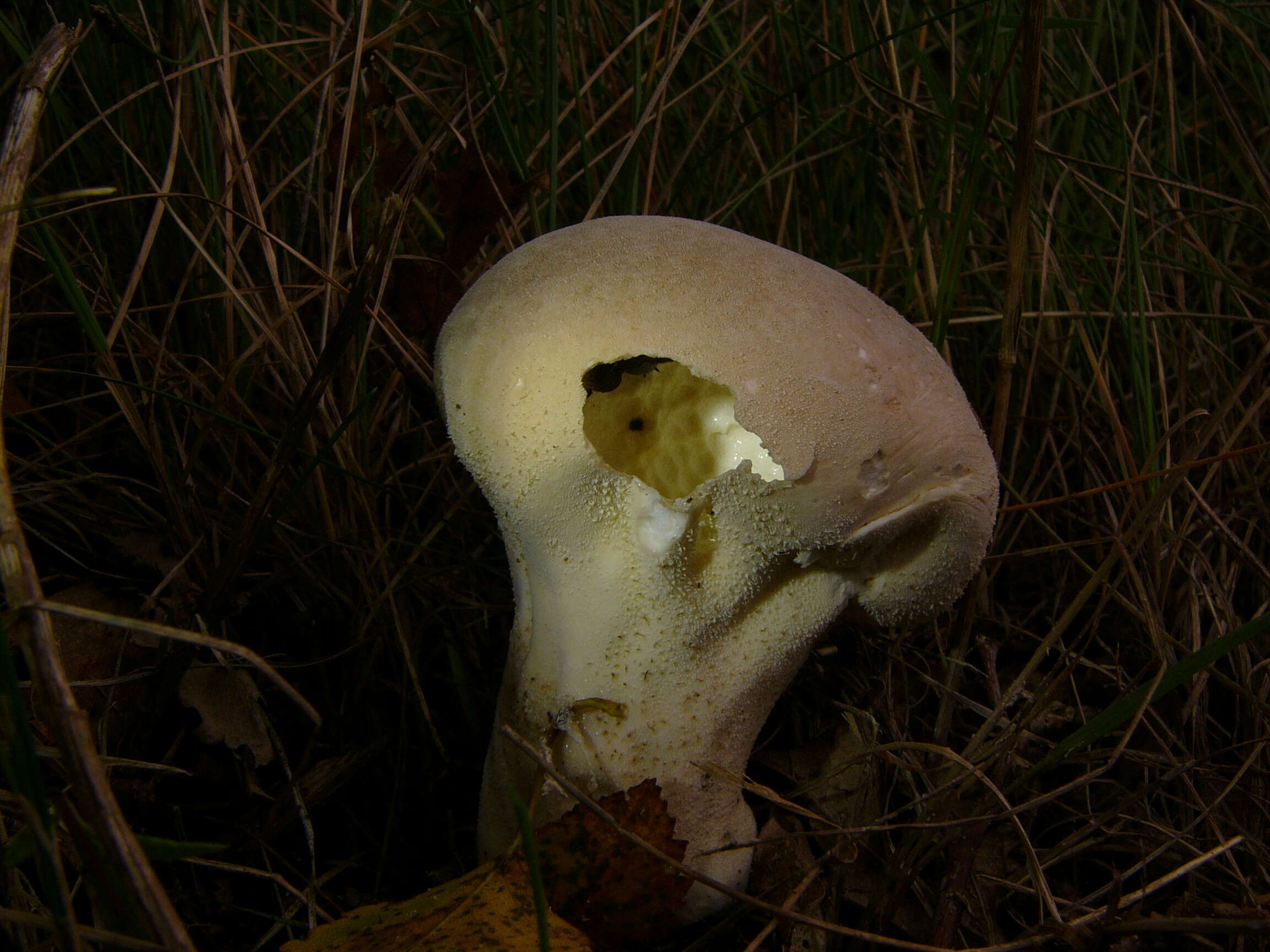 Imagem de Lycoperdon excipuliforme (Scop.) Pers. 1801