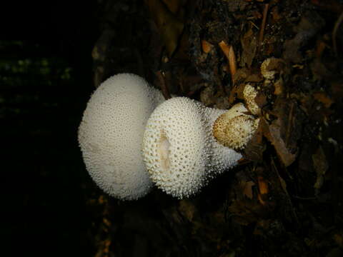 Imagem de Lycoperdon perlatum Pers. 1796