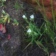 Geissorhiza bolusii Baker的图像