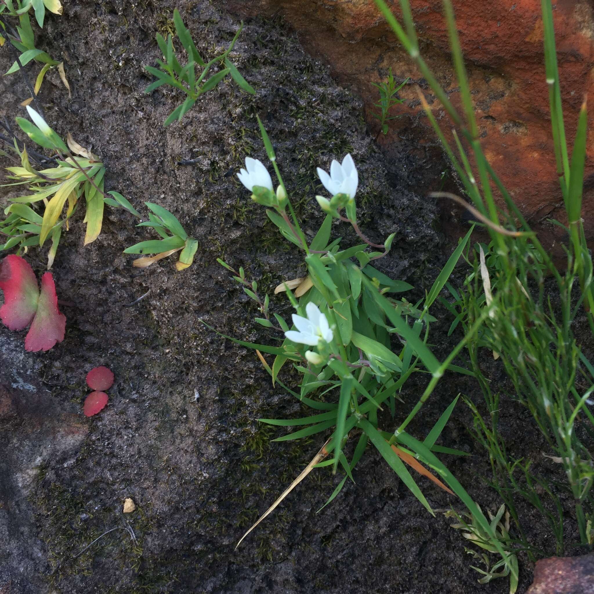 Geissorhiza bolusii Baker的图像