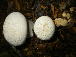 Imagem de Lycoperdon perlatum Pers. 1796