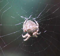 Image de Araneus gemma (McCook 1888)