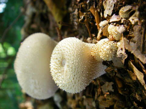 Imagem de Lycoperdon perlatum Pers. 1796