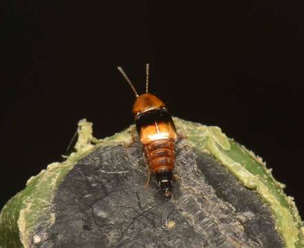 Image of Tachyporus obtusus (Linnaeus 1767)