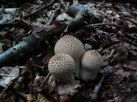 Imagem de Lycoperdon perlatum Pers. 1796