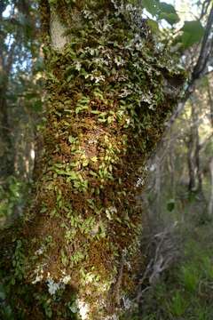 Image of Pygmy tree orchid