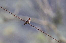 Image of Hill Swallow