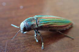 Image of Buprestis striata Fabricius 1775