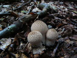 Imagem de Lycoperdon perlatum Pers. 1796