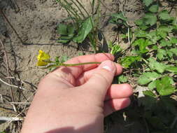 <i>Ranunculus <i>hispidus</i></i> var. hispidus的圖片