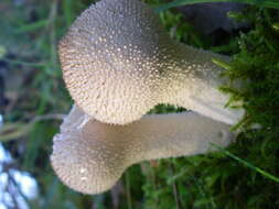 Imagem de Lycoperdon perlatum Pers. 1796