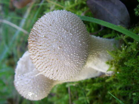 Imagem de Lycoperdon perlatum Pers. 1796