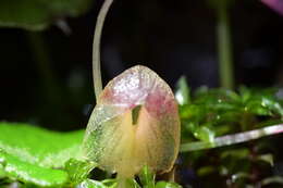 Image of Zeller's spider orchid