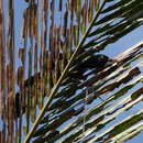 Image of Biak Coucal