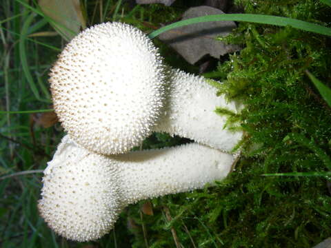 Imagem de Lycoperdon perlatum Pers. 1796