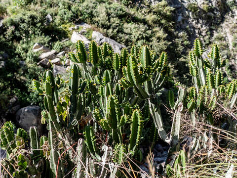 Image of Euphorbia royleana Boiss.