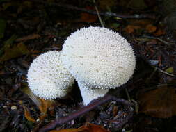 Imagem de Lycoperdon perlatum Pers. 1796