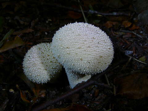 Imagem de Lycoperdon perlatum Pers. 1796