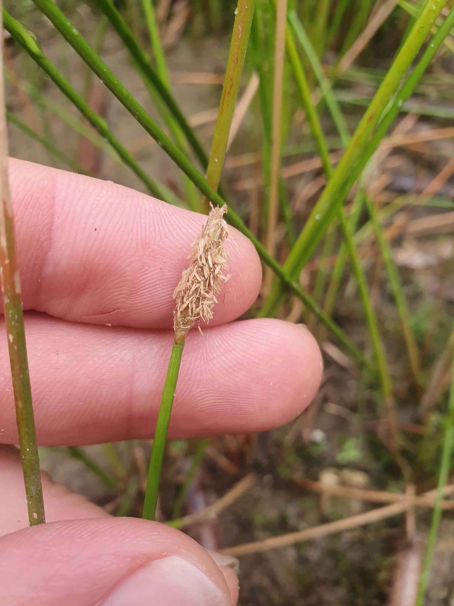 Image of Eleocharis acuta R. Br.