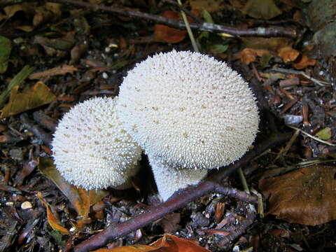 Imagem de Lycoperdon perlatum Pers. 1796